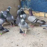 چند جفت کفتر درس مسافتی