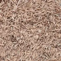 تخم جو هاشمی