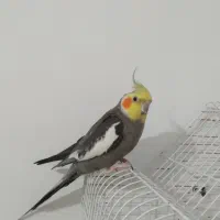 عروس هلندی نر یک میلیون باقفس|پرنده|سیاهکل, |دیوار