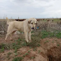 سگ پژدر