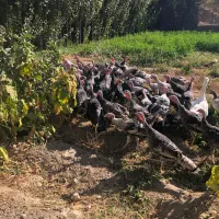 جوجه بوقلمون محلی باکیفیت عالی حدودا ۷ ماهه|حیوانات مزرعه|مشهد, آزادشهر|دیوار