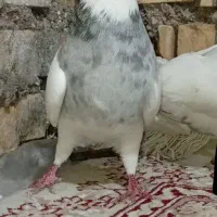 طوقی|پرنده|شادگان, |دیوار
