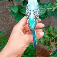 فروش انواع مرغ عشق دستی|پرنده|سیرجان, |دیوار