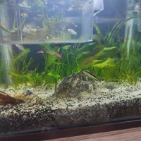 2 تا اکواریوم پلنت|ماهی|قم, پردیسان|دیوار