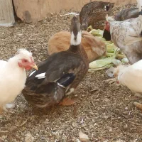 خروس|پرنده|آران و بیدگل, |دیوار