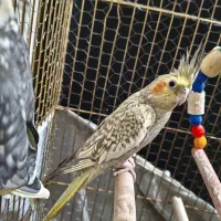 عروس هلندی جفت