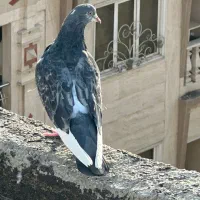 کفتر کبوتر عالی