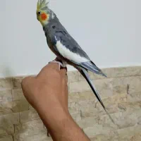 عروس هلندی نر مست دستی|پرنده|اسلام‌شهر, شهرک سالور|دیوار