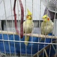 فروش عروس هلندی جفت خورده سالم و جوان و رام