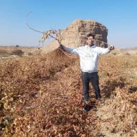 فروش. نهال .انگور.ضمانتی.