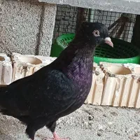 کبوتر آبادانی|پرنده|بوشهر, |دیوار