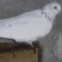 شیخ ابری عتیقه|پرنده|چمران, |دیوار