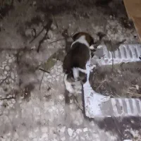 واگذارتوله دورگ سرابی|سگ|آستارا, |دیوار