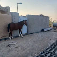 اسب|اسب و تجهیزات اسبسواری|فسا, |دیوار