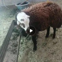 فروش بره قوچی هترو ونر بز پاکستانی 10 ماهه|حیوانات مزرعه|سلامی, |دیوار