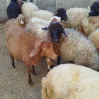 گوسفند|حیوانات مزرعه|جوانرود, |دیوار