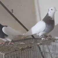 کبوترطوقی نروماده