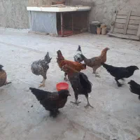 مرغ و خروس گلین ۴ ماهه|حیوانات مزرعه|خمینی‌شهر, |دیوار