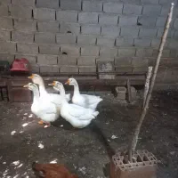 غاز قو غاز|حیوانات مزرعه|آزادشهر, |دیوار