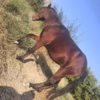 اسب دره شور|اسب و تجهیزات اسب‌سواری|کازرون, |دیوار