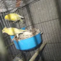 قناری رو جوجه و تعدادی قناری آماده نر و ماده|پرنده|زاهدان, |دیوار