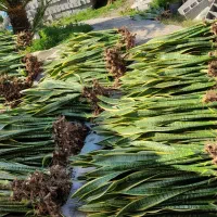 فروش سانسوریا شمشیری