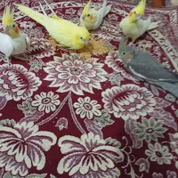 عروس هلندی|پرنده|ایلخچی, |دیوار