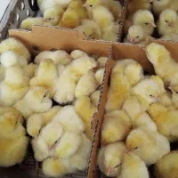 فروش جوجه گوشتی یک روزه و گوساله اصل