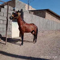 اسب