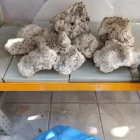 مرجان اکواریوم ماهی|ماهی|مشهد, طلاب|دیوار