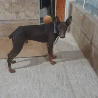 این سگ گم شده