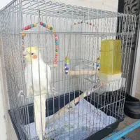 عروس هلندی