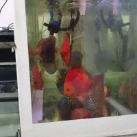 ماهی دیسکس بالغ|ماهی|مشهد, شایه|دیوار