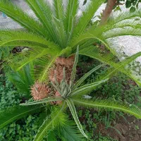 سیکاس چهار کله