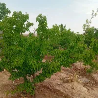 باغ ویلا ۵۵۰ متری کلاکوب|فروش زمین و ملک کلنگی|مشهد, کلاکوب|دیوار