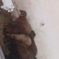 بره
