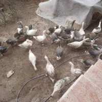 فروش غاز ۳ ماهه