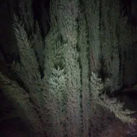 سرو نازیا سرو شیرازی