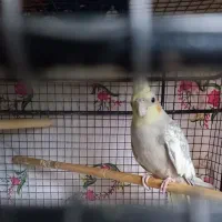 عروس هلندی ماده|پرنده|بیرجند, |دیوار