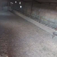 املاک دامداری 49راسی 5000متر|فروش دفتر صنعتی، کشاورزی، تجاری|دشتابی, |دیوار