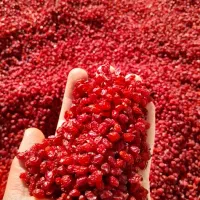 زرشک اعلا خراسان