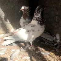 کفتر پرشی|پرنده|بندرعباس, |دیوار