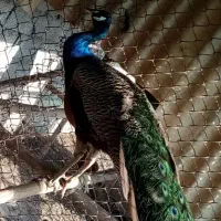 فروش طاووس های هندی