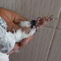 نرو ماده پاکستانی|پرنده|زابل, |دیوار