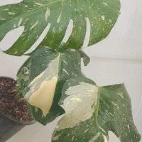 بنفشه ،مانسترا تای،سینگونیوم بلک ،کنتیا|گل و گیاه طبیعی|مشهد, حسابی جنوبی (شهرک غرب)|دیوار