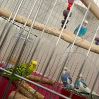 مرغ عشق پرنده