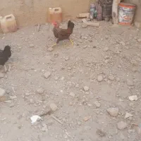 خروس فروشی|حیوانات مزرعه|ماهدشت, |دیوار