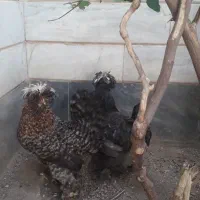 مرغ سلطان