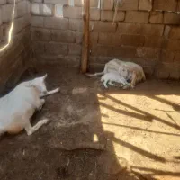 بزدوقلو.نری دوقلو|حیوانات مزرعه|قلعه قاضی, |دیوار