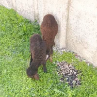 ۲ تا بره افشار|حیوانات مزرعه|گنبد کاووس, |دیوار